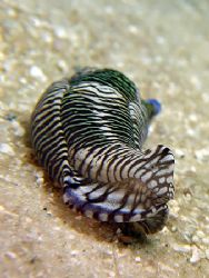 Tiger Stripe Nudi With Eye! Taken With Canon S80. by Ed Eng 